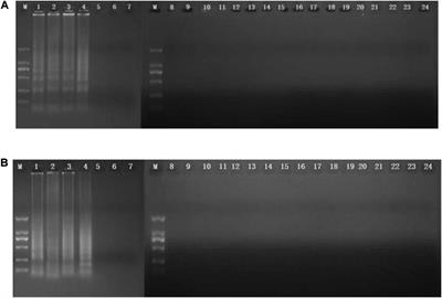 First Report on the Rapid Detection and Identification of Methicillin-Resistant Staphylococcus aureus (MRSA) in Viable but Non-culturable (VBNC) Under Food Storage Conditions